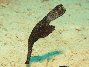 Solenostomus cyanopterus